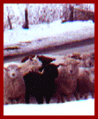four sheep in the snow